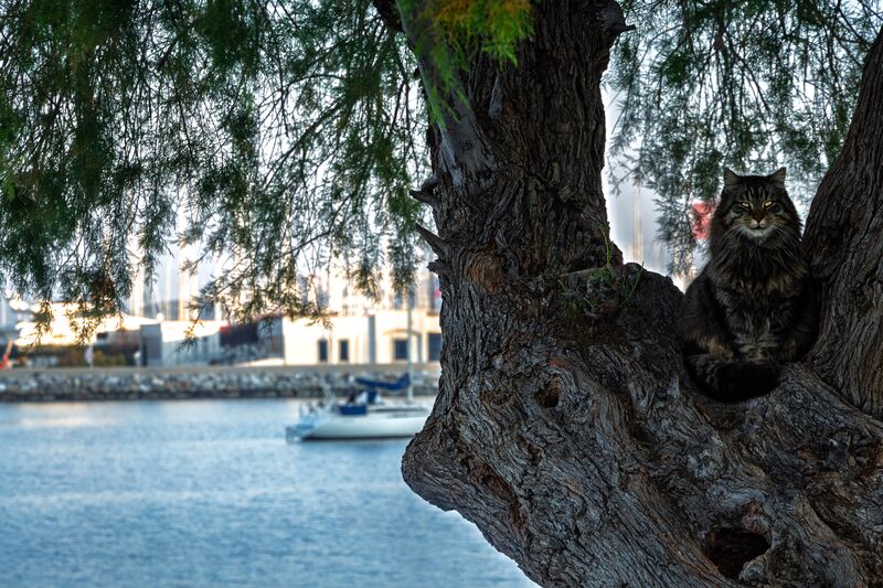 The cat holds the fork of the tamarisk for two frames, takes the sea wall, then sits for a portrait. (1 of 4)