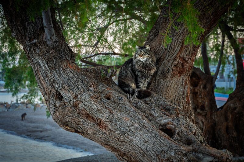 The cat holds the fork of the tamarisk for two frames, takes the sea wall, then sits for a portrait. (2 of 4)