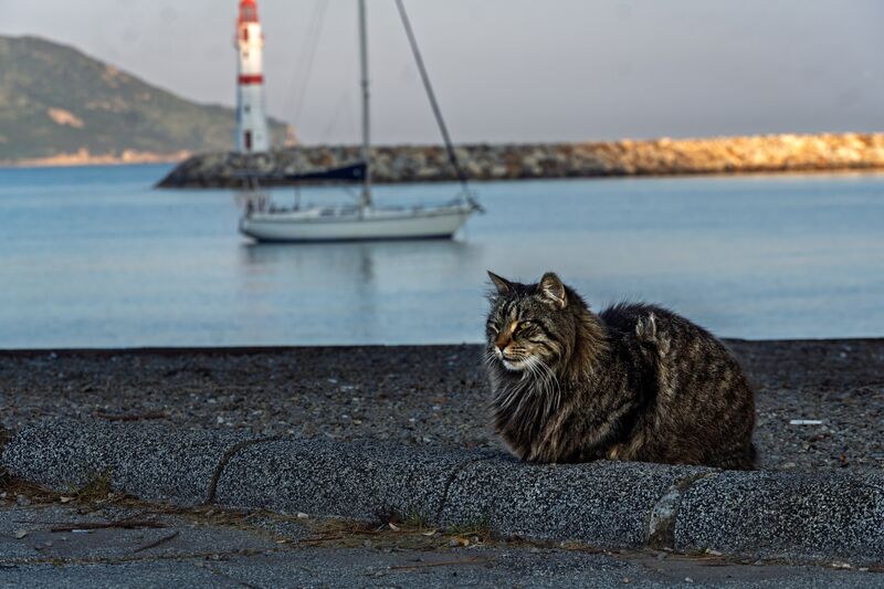 The cat holds the fork of the tamarisk for two frames, takes the sea wall, then sits for a portrait. (3 of 4)