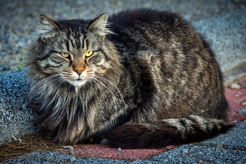 The cat holds the fork of the tamarisk for two frames, takes the sea wall, then sits for a portrait. (4 of 4)