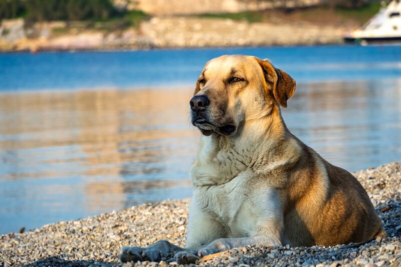 Bodrum